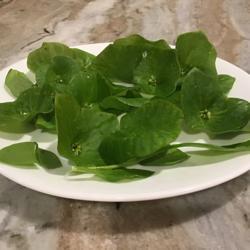 Location: CA
Date: 3/30/2020
Miner’s Lettuce washed and with the stems cut off.