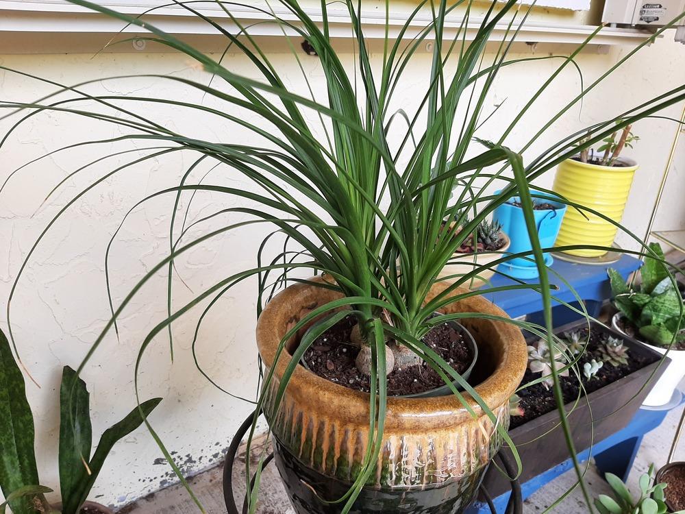 Photo of Ponytail Palm (Beaucarnea recurvata) uploaded by hlutzow