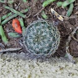 Location: South Bella Vista Drive, Tucson, AZ
Date: 2020-03-30
A new Fishhook Cactus spontaneously growing in hillside wash sedi