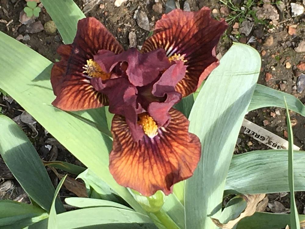 Photo of Standard Dwarf Bearded Iris (Iris 'Orange Arc') uploaded by lilpod13