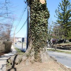 Location: Downingtown, Pennsylvania
Date: 2011-03-27
mature vine on tree, probably wild and not planted