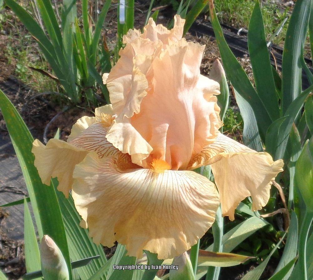 Photo of Tall Bearded Iris (Iris 'Ample Charm') uploaded by Ivan_N_Tx