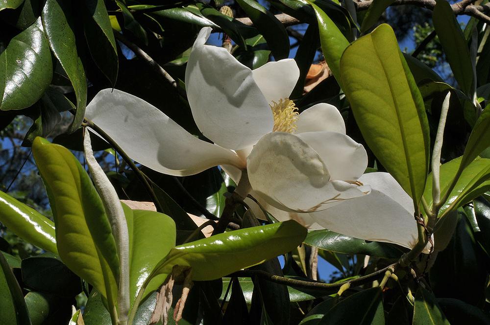 Photo of Southern Magnolia (Magnolia grandiflora) uploaded by deepsouth