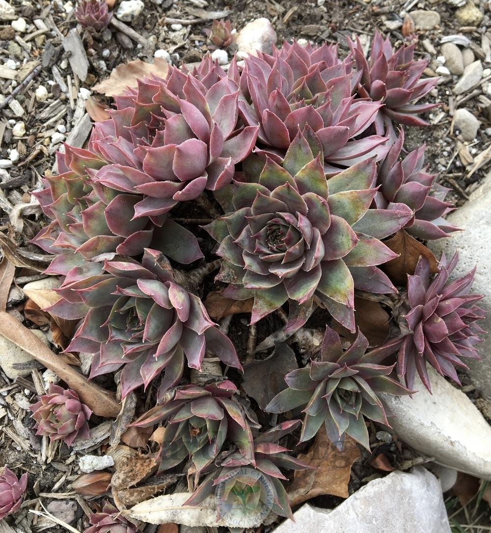 Photo of Hen and Chicks (Sempervivum 'Lilac Time') uploaded by BlueOddish