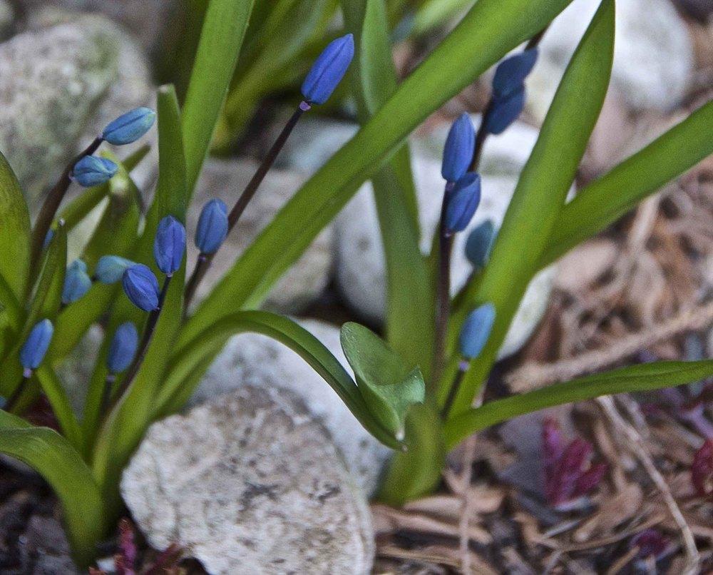 Photo of Siberian Squill (Scilla siberica) uploaded by Fleur569
