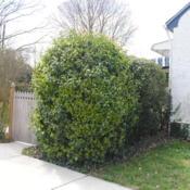 shrub sheared to rounded form