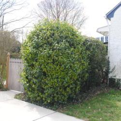 Location: Downingtown, Pennsylvania
Date: 2020-03-26
shrub sheared to rounded form