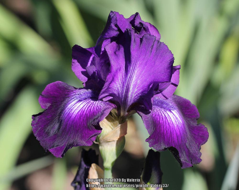 Photo of Tall Bearded Iris (Iris 'Exotic Star') uploaded by Valery33