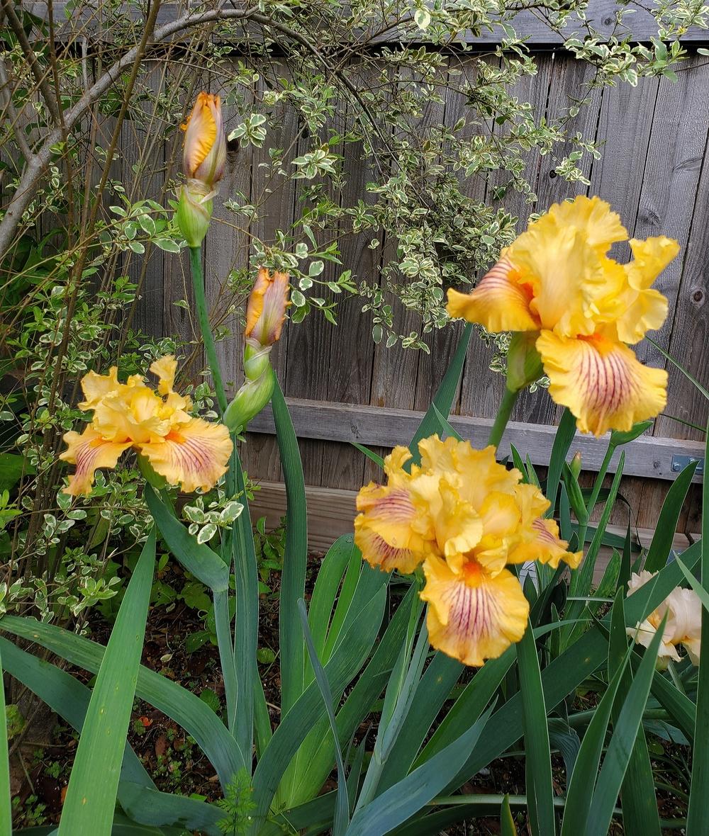 Photo of Tall Bearded Iris (Iris 'Sammie's Jammies') uploaded by javaMom