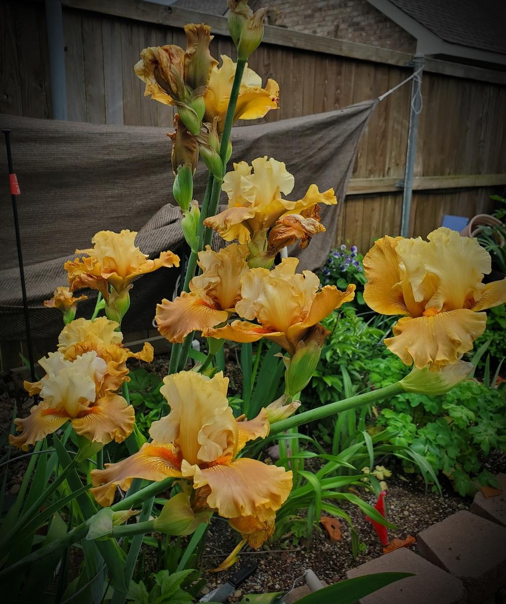Photo of Tall Bearded Iris (Iris 'Cabin Fever') uploaded by javaMom
