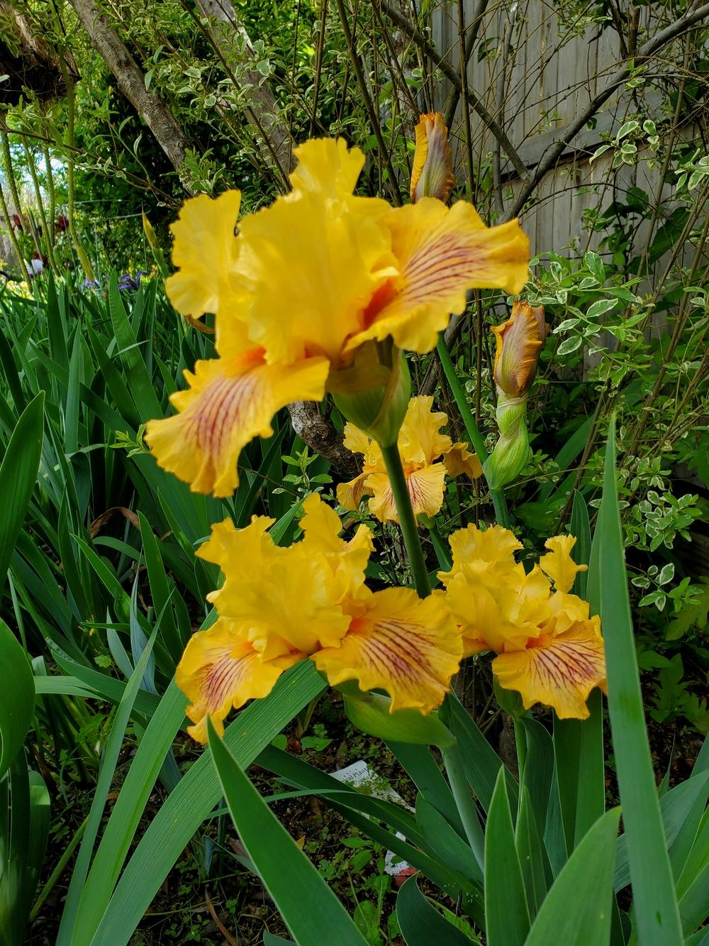 Photo of Tall Bearded Iris (Iris 'Sammie's Jammies') uploaded by javaMom