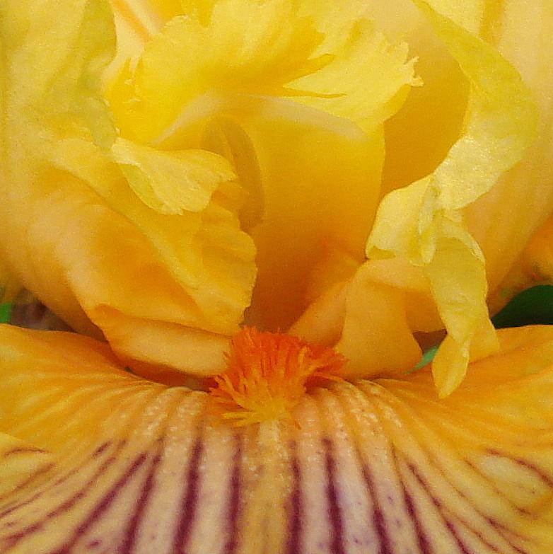 Photo of Tall Bearded Iris (Iris 'Sammie's Jammies') uploaded by lovemyhouse