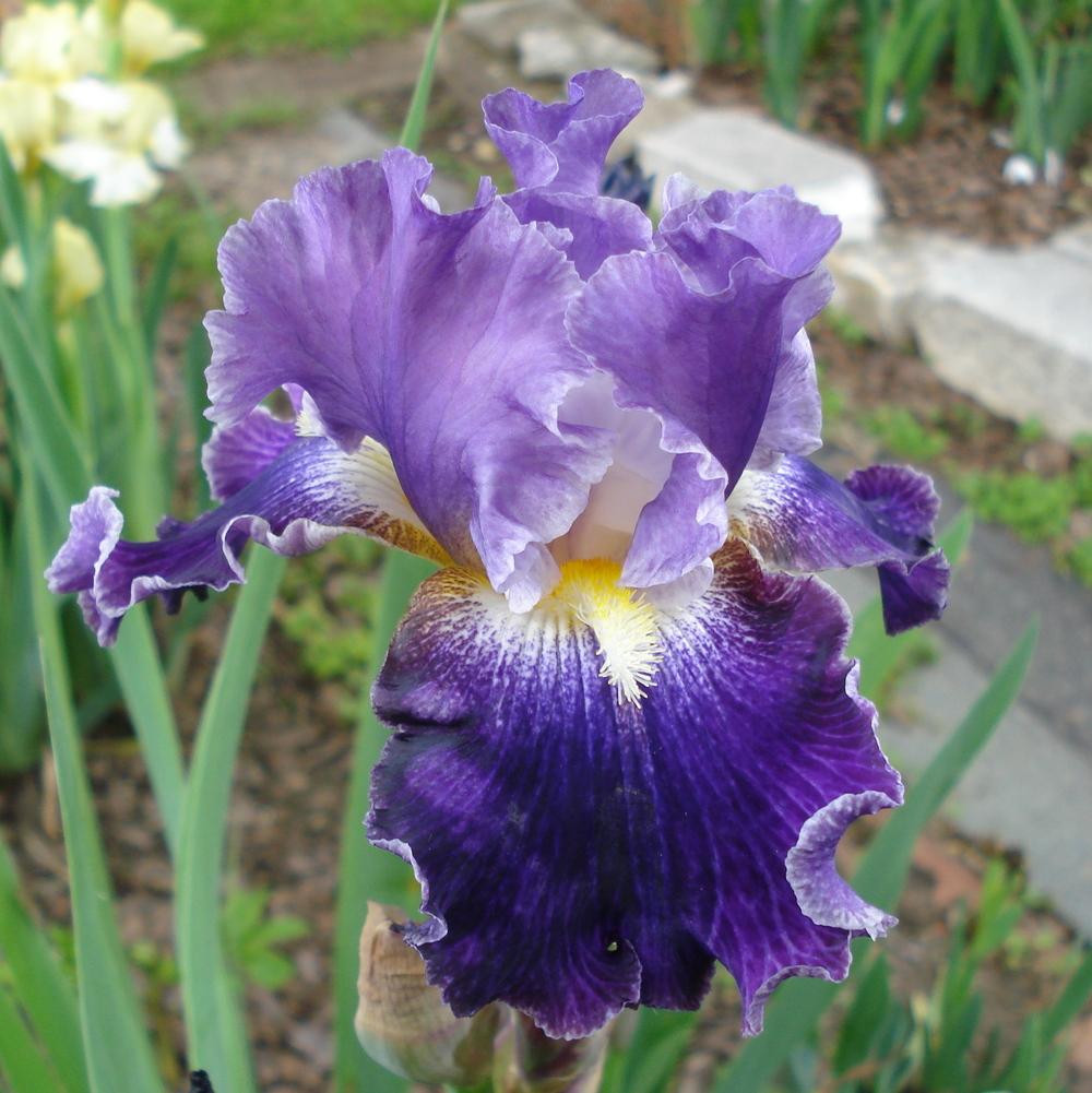 Photo of Tall Bearded Iris (Iris 'Duplication') uploaded by lovemyhouse