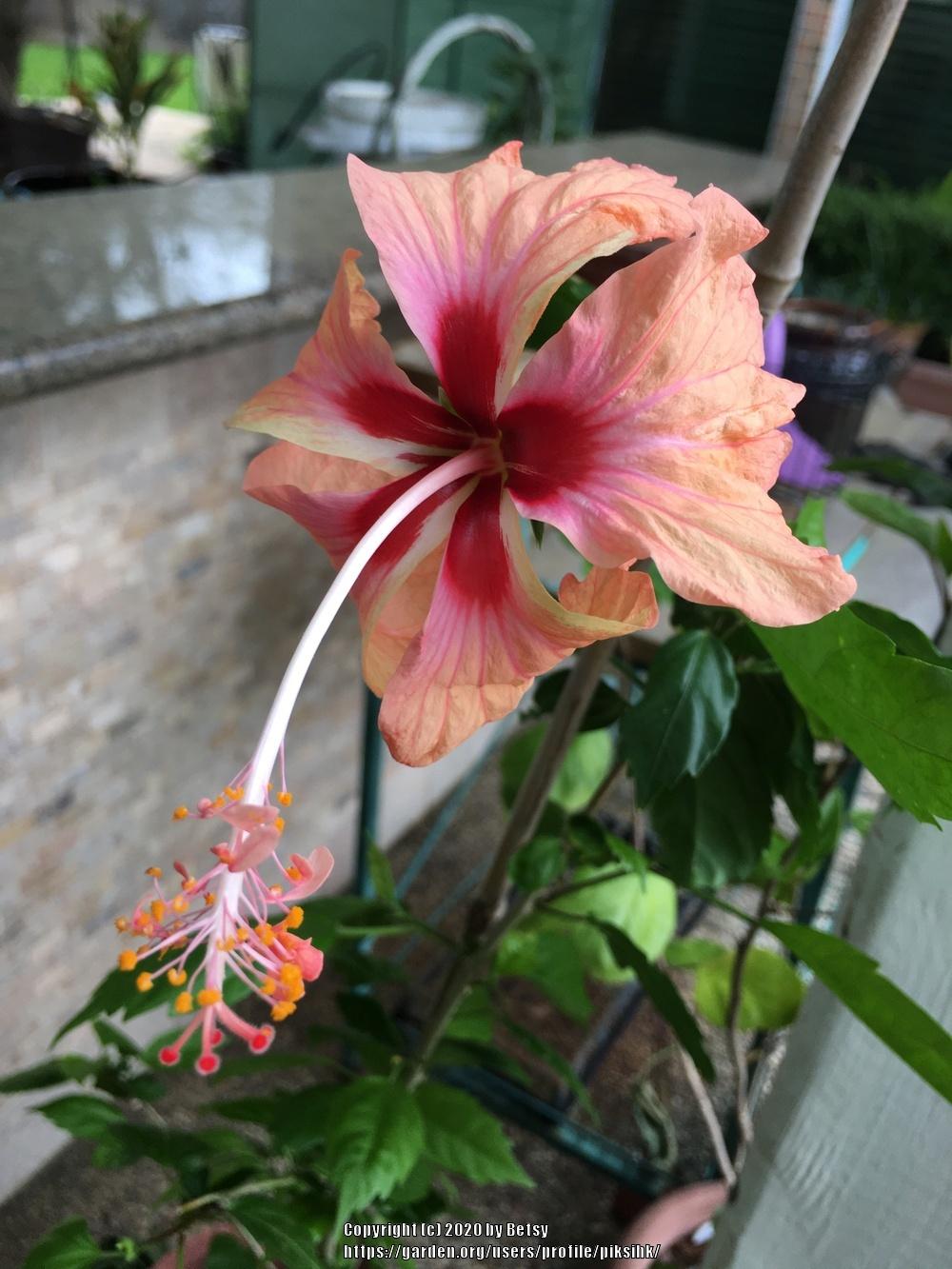 Photo of Tropical Hibiscus (Hibiscus rosa-sinensis 'El Capitolio') uploaded by piksihk