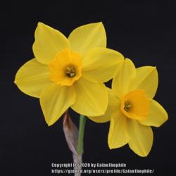 Location: Harrogate Flower Show, Yorkshire, England
Date: 2015-04-25
Narcissus Stratosphere