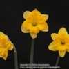 Narcissus Pampaluna