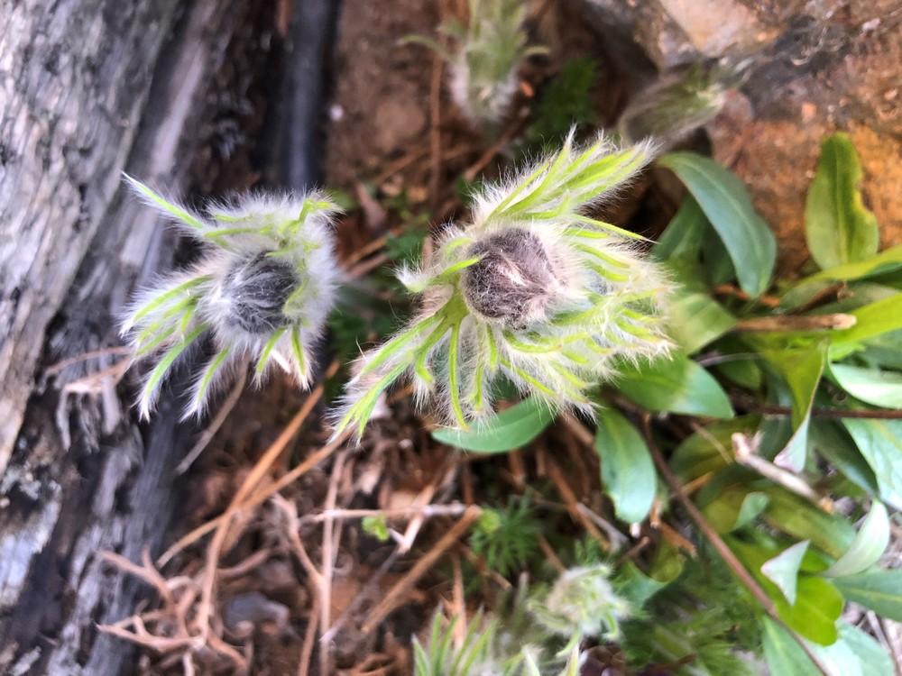 Photo of Pasque Flower (Pulsatilla grandis subsp. grandis) uploaded by JeffLoflinECV