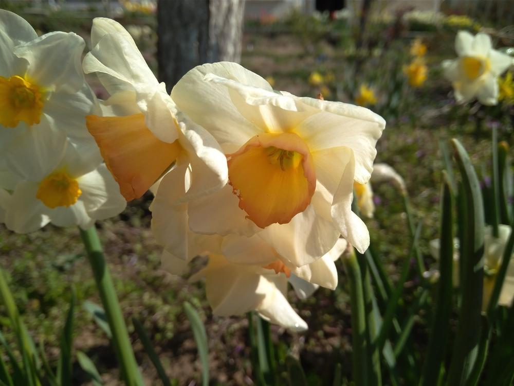 Photo of Jonquilla Daffodil (Narcissus 'Yazz') uploaded by Nevita