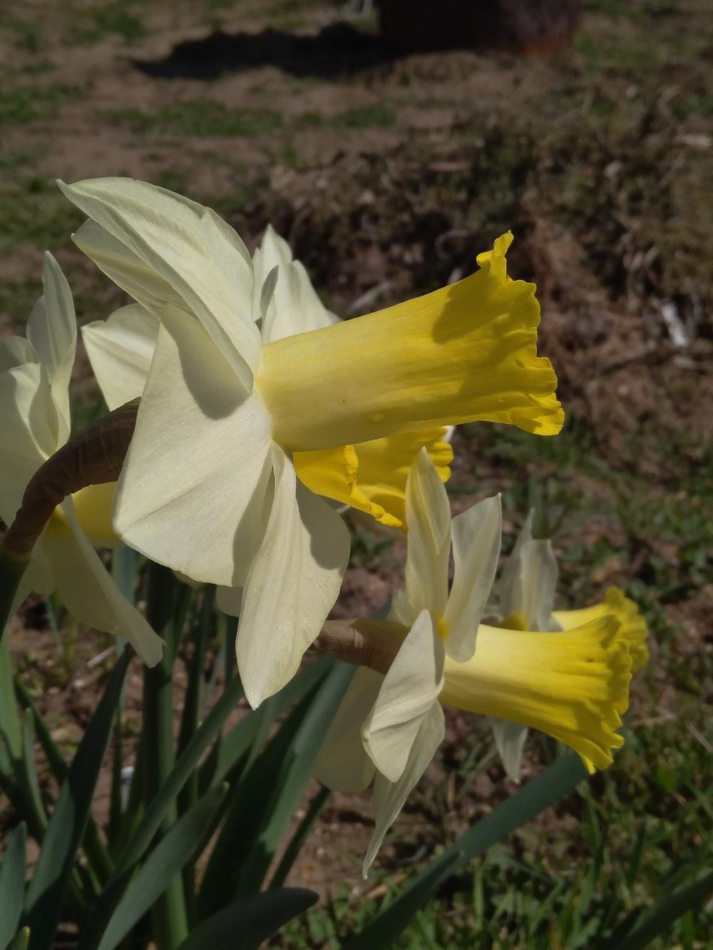Photo of Cyclamineus Daffodil (Narcissus 'Ara') uploaded by Nevita