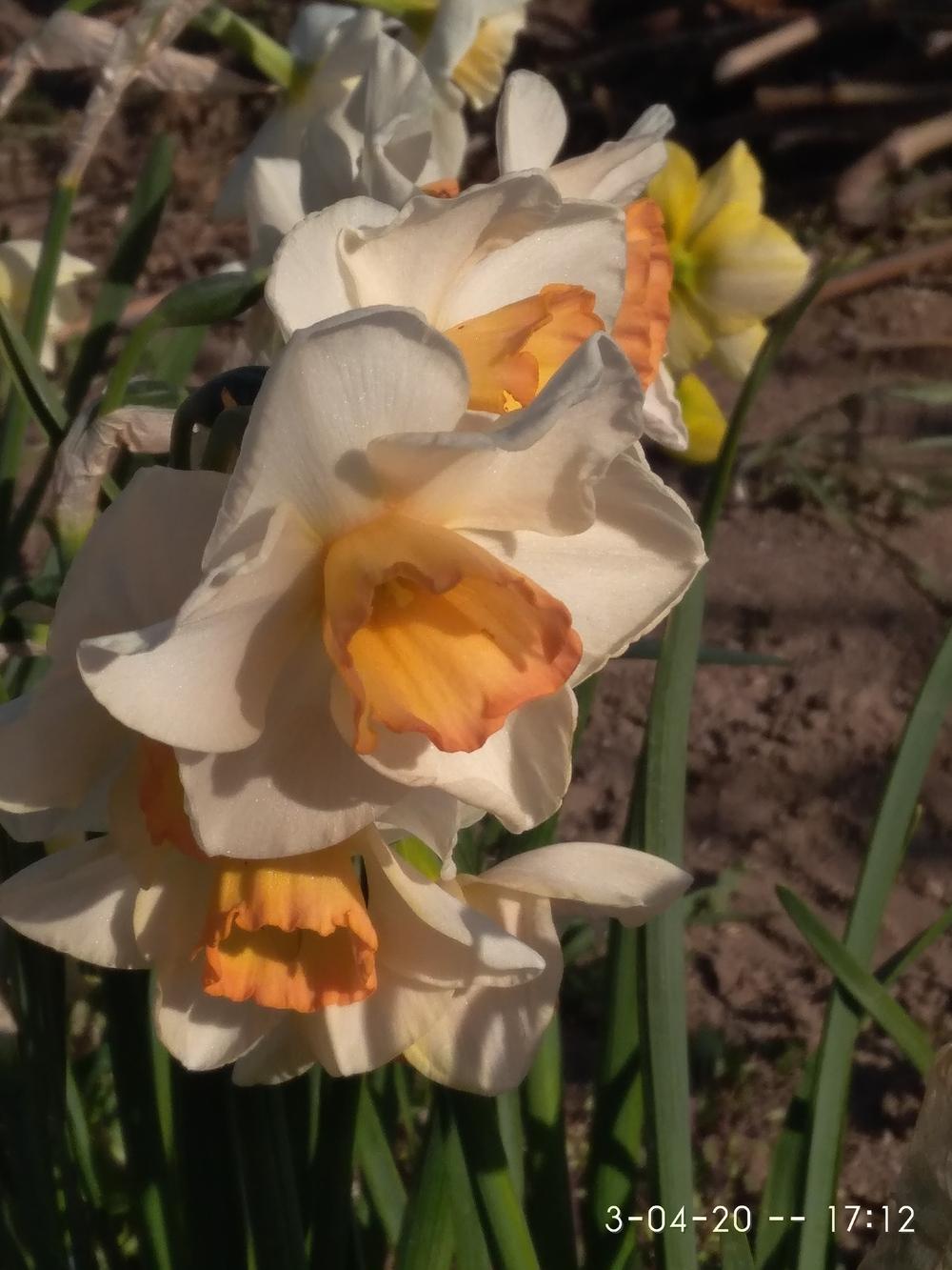 Photo of Jonquilla Daffodil (Narcissus 'Yazz') uploaded by Nevita