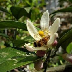 Location: Thomasville, GA USA
Date: 2019-03-10
A #Honeybee is cradling in the petals of the lemon blossom, enjoy