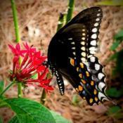 Eastern Black #Swallowtail on a Red Penta