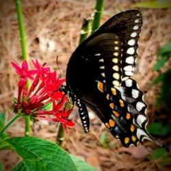 Location: Thomasville, GA USA
Date: 2019-08-24
Eastern Black #Swallowtail on a Red Penta