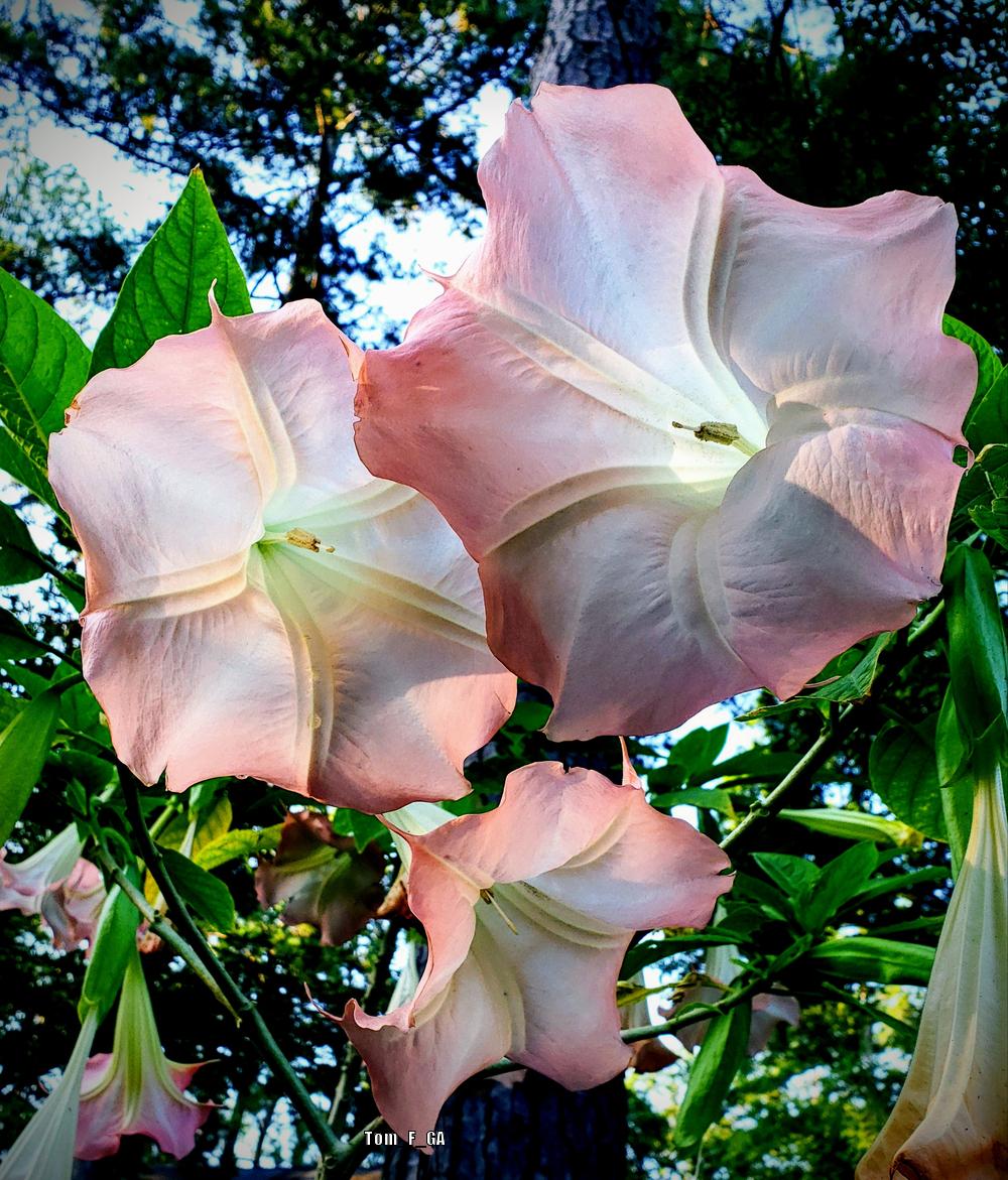Photo of Angel Trumpet (Brugmansia 'Pink Beauty') uploaded by Tom_F_GA