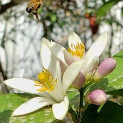 Location: Thomasville, GA USA
Date: 2019-03-10
#Polinator Honey #Bee decending!