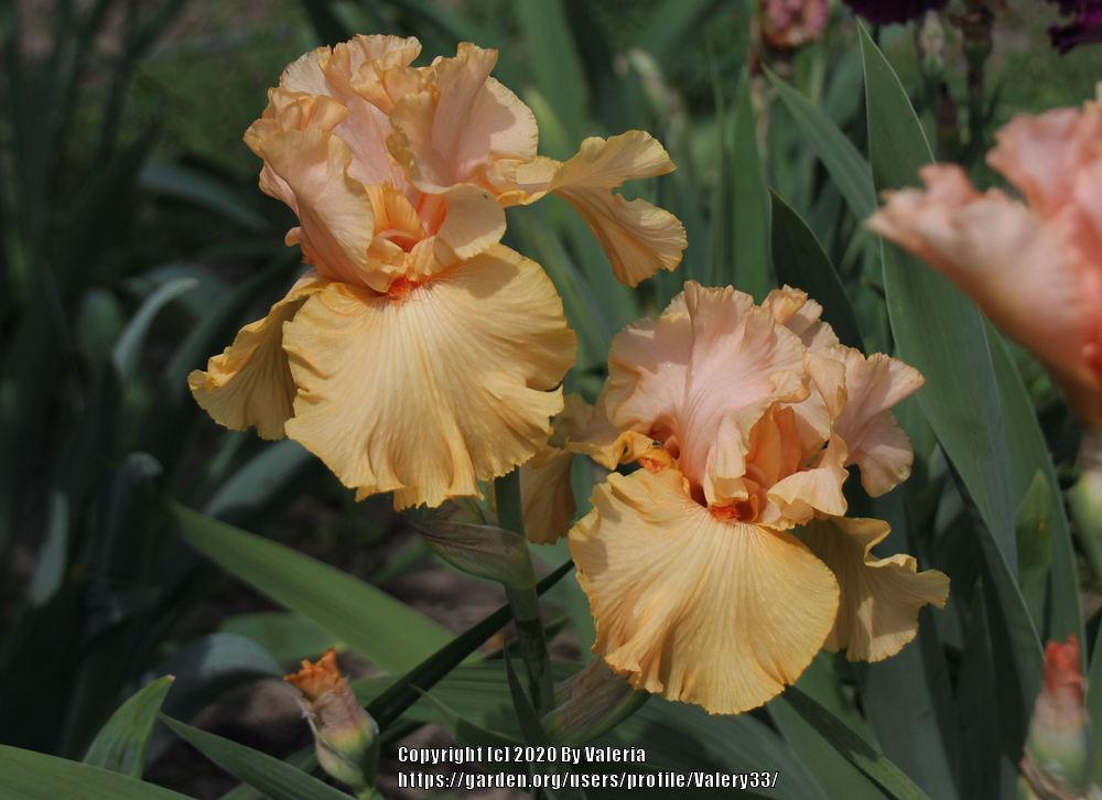 Photo of Tall Bearded Iris (Iris 'Big Squeeze') uploaded by Valery33