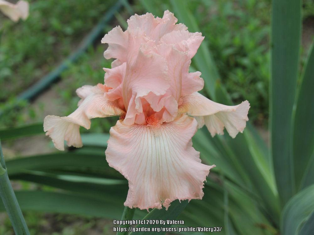 Photo of Tall Bearded Iris (Iris 'Beverly Sills') uploaded by Valery33
