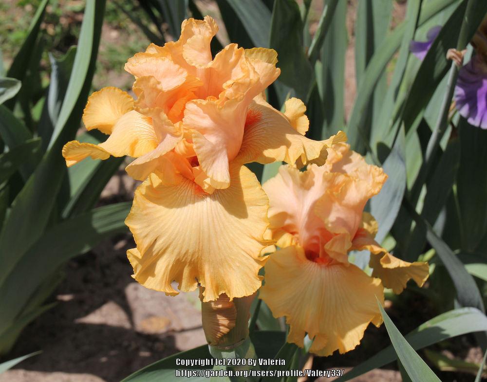 Photo of Tall Bearded Iris (Iris 'Big Squeeze') uploaded by Valery33