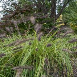 Location: Toledo Botanical Gardens, Toledo, Ohio
Date: 2019-10-17
Sold as Pennisetum alopecuroides 'Red Head', Red Head Fountain Gr