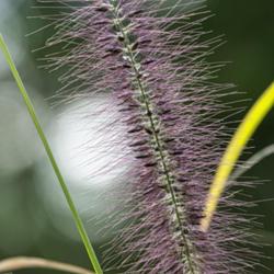 Location: Toledo Botanical Gardens, Toledo, Ohio
Date: 2019-10-17
Seeds and colorful awns of Pennisetum alopecuroides 'Red Head', R