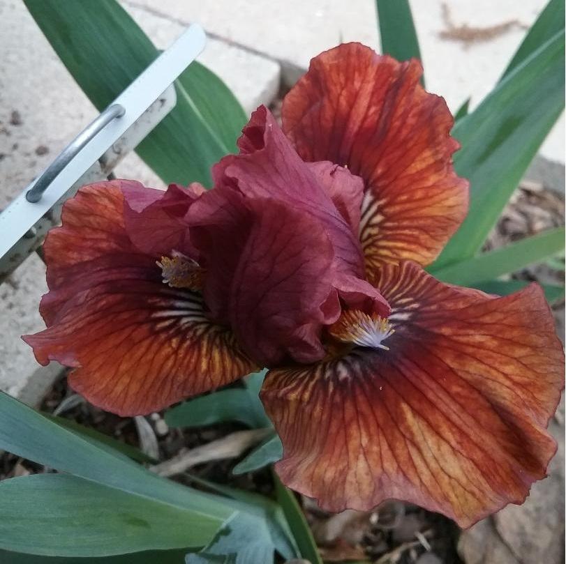 Photo of Standard Dwarf Bearded Iris (Iris 'Orange Arc') uploaded by grannysgarden