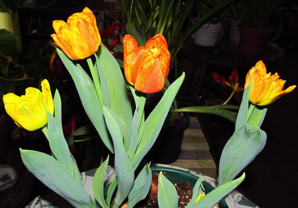 Photo of Double Early Tulip (Tulipa 'Flaming Baby') uploaded by jmorth