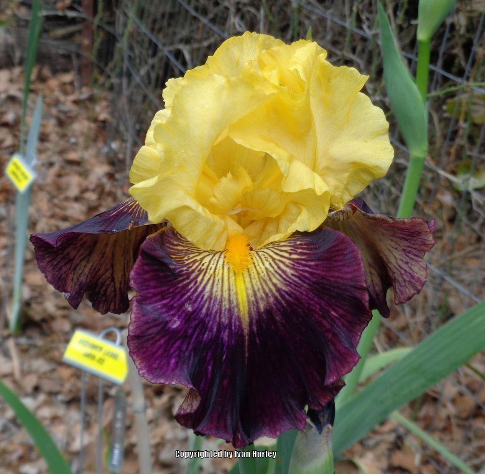 Photo of Tall Bearded Iris (Iris 'Explicit') uploaded by Ivan_N_Tx