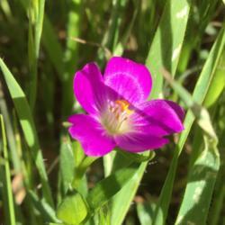 Location: CA
Date: 4/3/2020
Beautiful small flower of Red Maids (Calandrinia ciliata)