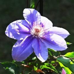 Location: Southeast Alabama
Date: 2020-04-01
Blooms are beautiful!