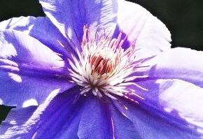 Photo of Clematis 'Bees' Jubilee' uploaded by Sheridragonfly