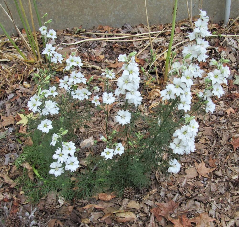 Photo of Larkspur (Consolida ajacis) uploaded by Sscape