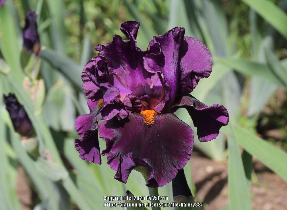 Photo of Tall Bearded Iris (Iris 'Night Game') uploaded by Valery33