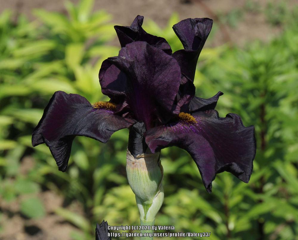 Photo of Tall Bearded Iris (Iris 'Old Black Magic') uploaded by Valery33