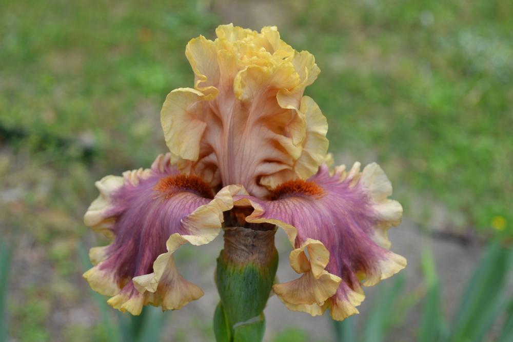 Photo of Tall Bearded Iris (Iris 'Painted Words') uploaded by aikenforflowers