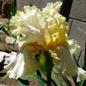 New favorite lacy iris, very pretty!