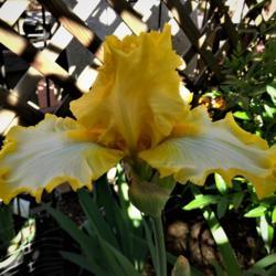 Location: NW
Date: 2020-04-03
Very bright yellow, first ever bloom, large & tall iris