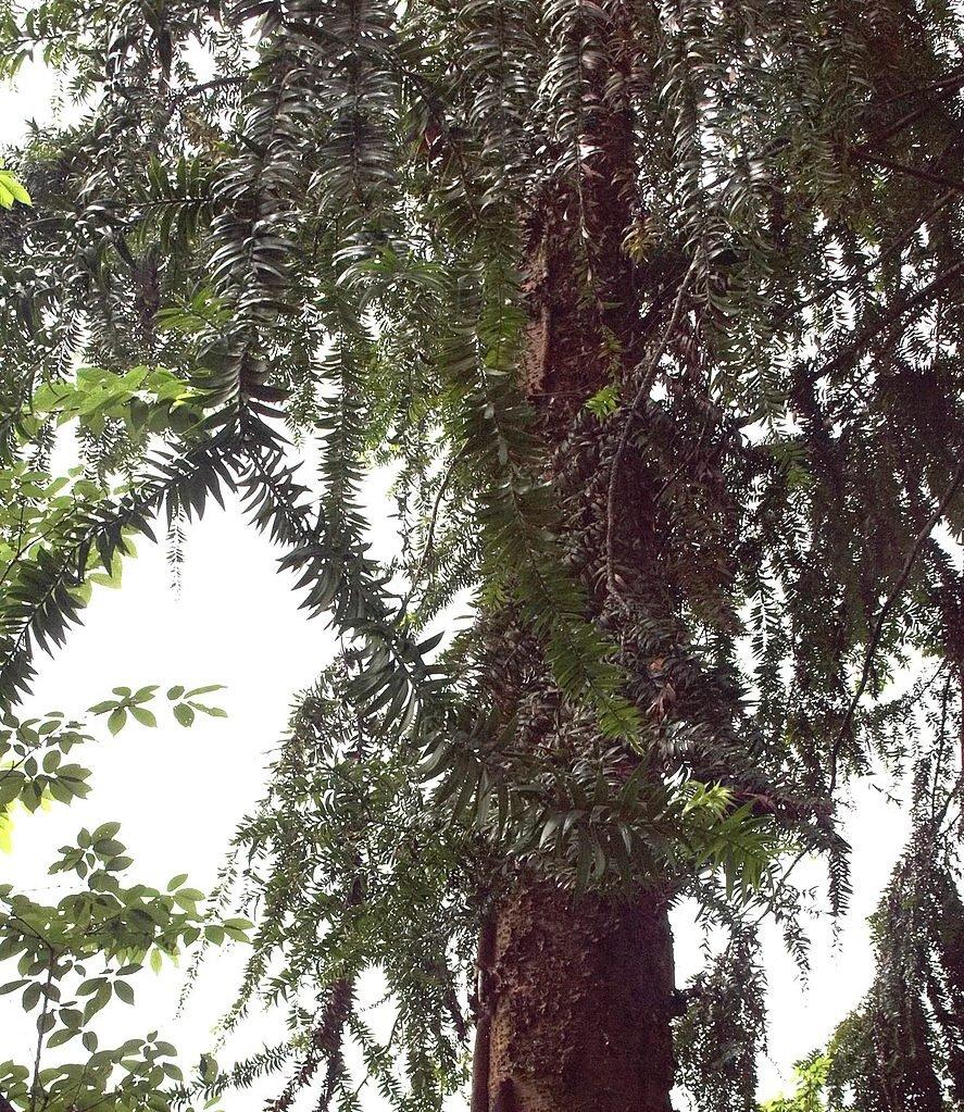 Photo of Klinki Pine (Araucaria hunsteinii) uploaded by DaylilySLP