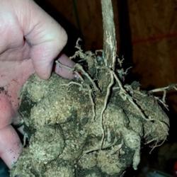 Location: Wilmington, Delaware USA
Date: 2020-04-05
Tuberous root of a 4 year old plant from a seed