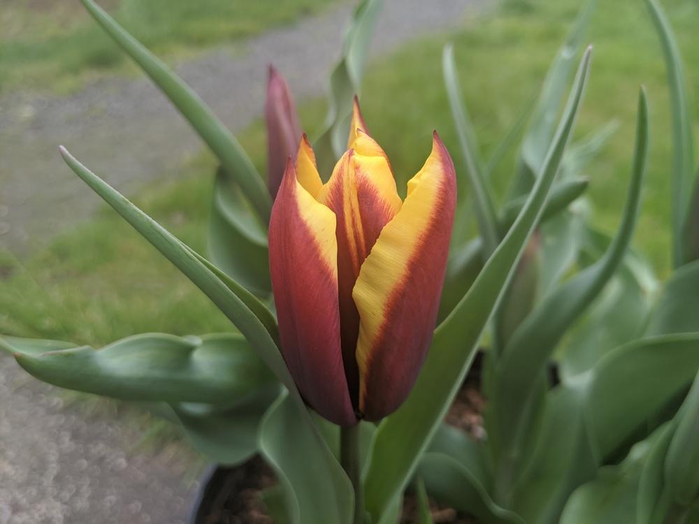 Photo of Triumph Tulip (Tulipa 'Gavota') uploaded by Joy