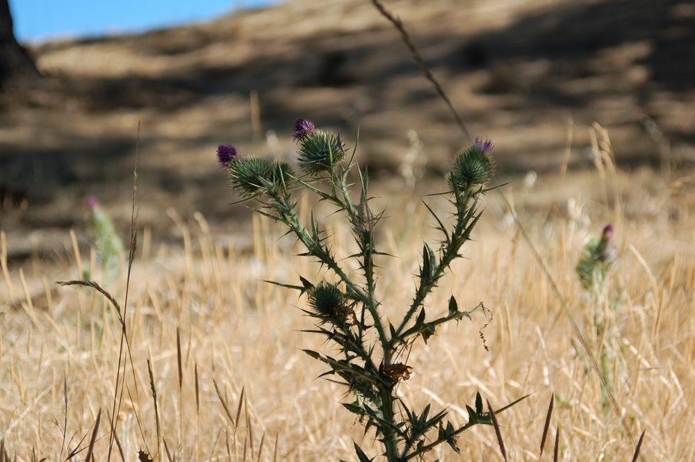 Photo of Bull Thistle (Cirsium vulgare) uploaded by KFredenburg